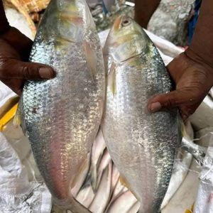 ৬ পিস ৬ কেজি ৩২০০ টাকা