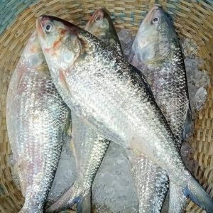 ৭ পিস ৬ কেজি ২৭০০ টাকা