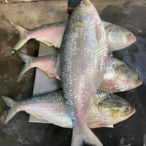 ৪ পিস ৮ কেজি ৬০০০ টাকা