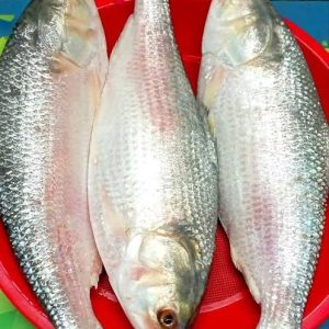 ৩ পিস ৬ কেজি ৪০০০ টাকা