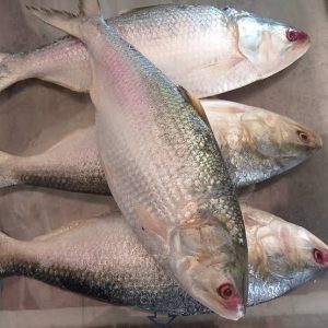 ৮ পিস ৬ কেজি ২২০০ টাকা+১ কেজি ডিম ৭০০