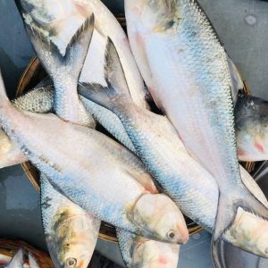 ১২ পিস ৬ কেজি ১৭০০ টাকা